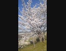 【桜】開花。2022.4.1