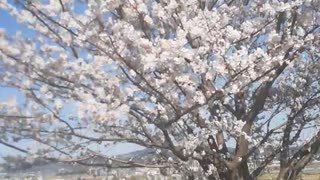 【桜】開花。2022.4.1