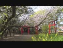 ある日の小さな神社と桜と猫