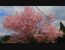 桜の開花状況報告　尾張地区とその周辺（愛知・岐阜）