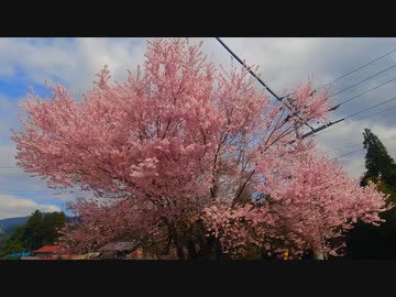 桜の開花状況報告　尾張地区とその周辺（愛知・岐阜）