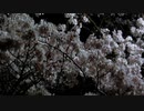 第947位：夜桜20220403-2