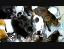 今週のおやつ（本隊）【蒼民家の猫々】