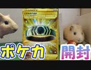 【ポケカ開封】モルモットと一緒にバトルリージョン開封すっぞ【モルモット】