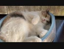 猫の美容室 【超バレバレ】
