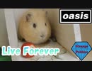 【Live Forever】モルモットと一緒に歌ってみた【oasis】