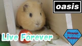 【Live Forever】モルモットと一緒に歌ってみた【oasis】