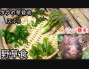 【ぴ】タラの芽栽培とタラの芽と野草の天丼