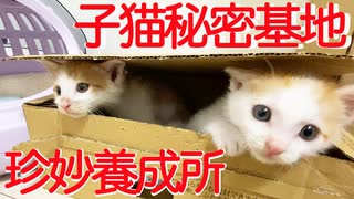 保護子猫兄弟、子猫の秘密基地で珍妙になる