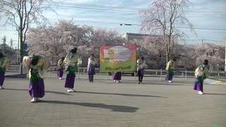 てんしゃばフェスタ踊り子隊　サクラタウンよさこい2022～春の特別祭～　1日目　日本全国福の神