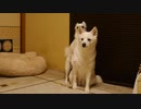 ホモと見る煽りーヌ