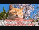愛のために死す２９