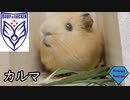 【カルマ】モルモットと歌ってみた【BUMPOFCHICKEN】