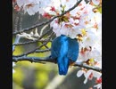 頭隠して尻隠さず