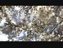 Chillout「春宵一刻 09 (はるよいひととき)」※01347