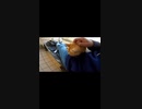 猫島の猫をねこじゃすりで洗脳してみた#Shorts【野良猫】【感動猫】