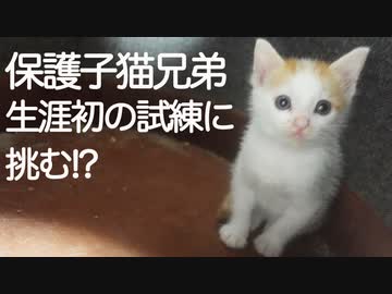 保護子猫3兄弟、猫生の最初の試練に挑む!?