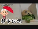 【第十三回】モルモットと聞く怪異譚【傘ババア】