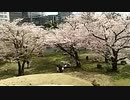 桜を求めてお散歩ー旧芝離宮恩賜庭園編