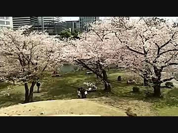 桜を求めてお散歩ー旧芝離宮恩賜庭園編