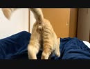 にゃんたまがご立派