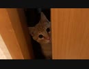 トイレのマロンさん