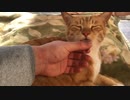 猫に指を舐めさせてみる