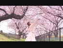 【きりり】花降らし　踊ってみた【桜と雨の中】