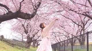 【きりり】花降らし　踊ってみた【桜と雨の中】