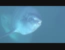 ある日のイルカ水路のマンボウ（３匹）を眺めたり一緒に歩いてみたりした
