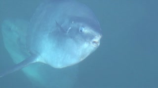 ある日のイルカ水路のマンボウ（３匹）を眺めたり一緒に歩いてみたりした