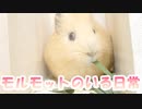 【モルモット】笹食うモルも好き好き＿Tastes differ【風助】