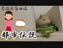【第十四回】モルモットと聞く怪異譚【えみこちゃん】