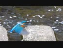カワセミ の さくらふぶき こうげき