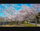 Sakura in Osaka Castle Park 2022
