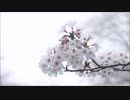 【朗読】『桜の花』薄田泣菫 [Read Aloud] Japanese literature 朗読：森川弘一