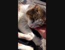 無限肉球の遊びを見つけたぼっちなおっさんがますます孤独に#Shorts【野良猫】【感動猫】