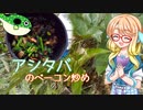 【家庭料理祭】そらさんとお外で食材探し１２　～アシタバのベーコン炒め～