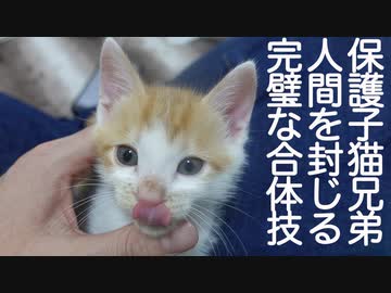 保護子猫3兄弟、完璧な合体技で人間の動きを封じる
