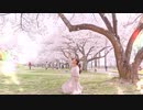 【桜の下で】ハルイチ。踊ってみた【＠ひふみ】
