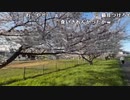 【あかねこ ニコ生】ほんとにちょこっとお花見。2022年4月1日【akaneko】