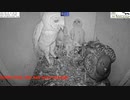 野生のハトさんフクロウのヒナ７匹いる鳥小屋に卵産んで堂々の同居生活。案の定親鳥が戻ってきて大乱闘スマッシュブラザーズに
