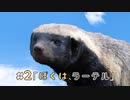 #2ぼくはラーテル