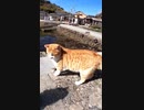 猫島の猫達が何かを訴えながら集まってきた#Shorts【野良猫】【感動猫】