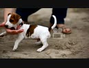 Cheerful puppy Jack Russell terrier　江渡賢慈