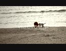 dogs playing on the beach　江渡賢慈