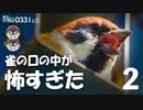 0331C①【いろんなスズメの巣4種】口の中がヤバい続。捕食するムクドリ棚ぼた。菜の花満開【野鳥撮影と観察】　#スズメ　#スズメの巣　#身近な生き物語