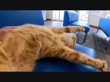 待合室の猫を撫でると仰向けでバンザイしてカワイイ