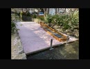 哀愁のカサブランカ with 桜
