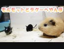 【モルモット】風助と昴と夜空戸惑いながらもへやんぽする【デグー】